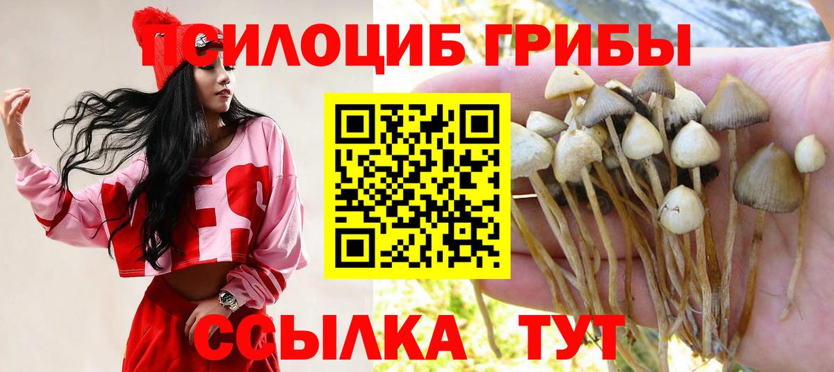 Галлюциногенные грибы Psilocybe Улан-Удэ